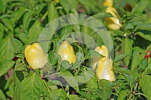 Yellow pepper