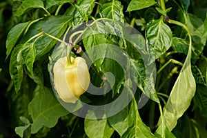 Yellow pepper with green leaf. Sweet pepper organic food closeup.