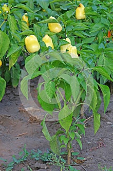 Yellow pepper plant
