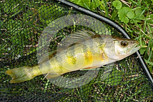 Yellow Perch