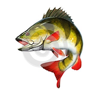 Yellow perch freshwater illustration realism isolate.