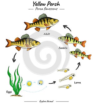 Yellow perch life cycle or fish life cycle