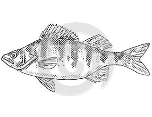 Yellow perch Perca flavescens or Preacher Freshwater Fish Cartoon Drawing