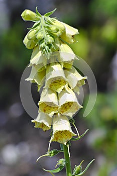 Yellow perennial foxglove, Digitalis grandiflora, Bavaria, Germany, Europe photo