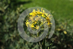 Yellow `Perennial Rocket` flowers - Sisymbrium Strictissimum