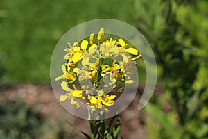 Yellow `Perennial Rocket` flowers - Sisymbrium Strictissimum
