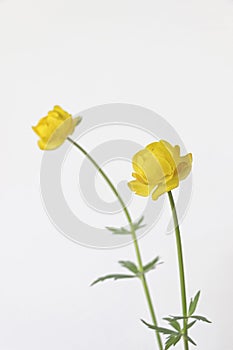 Yellow persian buttercup flower on white background