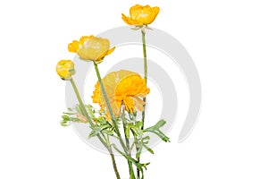 Yellow persian buttercup flowers (ranunculus).