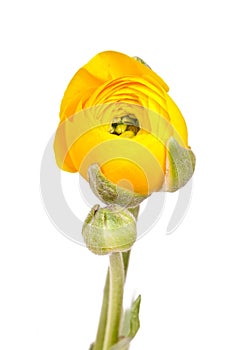 Yellow Persian Buttercup (Ranunculus Asiaticus)