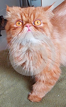 yellow persian cat garfield with wide eyes