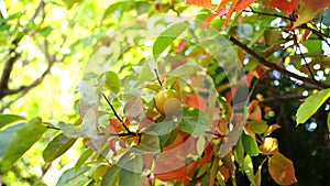 Yellow persimmon grows on a branch among green and reddening leaves