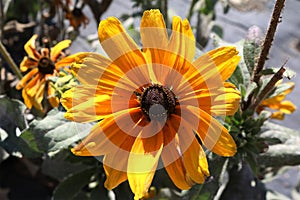 Yellow petal flower with black center, Black eyed suzie