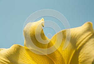 Yellow petal Lily flower