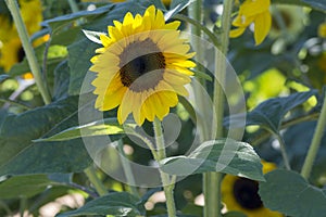 Yellow Petalled Helianthus Sunflowers Flowers