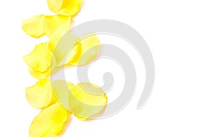 Yellow petals