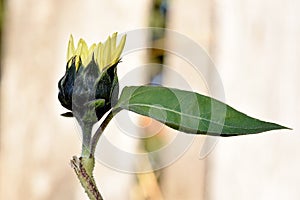 Sunflower Green Bracts with Leaf