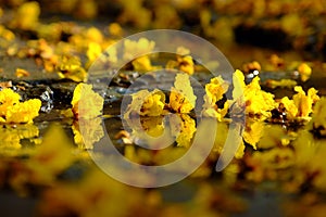 Yellow petals flower falling from Large Leopard tree to ground