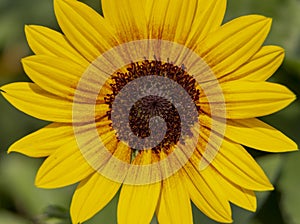 Yellow petals and flower stamens