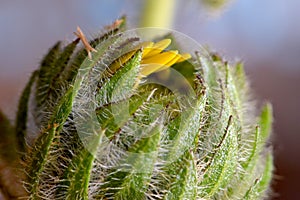 Balsamroot Balsamorhiza Sagittata Bud Ball photo