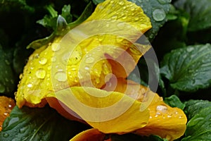 Yellow petals of a pansy wet with raindrops