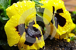 Yellow petals of a pansy wet with raindrops