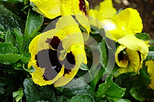 Yellow petals of a pansy wet with raindrops