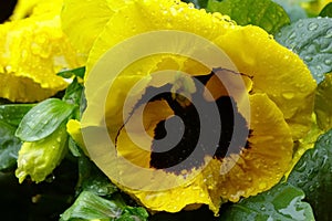 Yellow petals of a pansy wet with raindrops