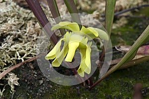 Yellow petals of a  pitcher plant or trumpet pitcher flower in garden