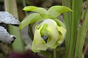 Yellow petals of a pitcher plant or trumpet pitcher flower in garden