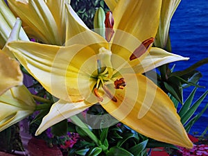 Yellow petals, Stamens and Pistil. Lily flower macro. Colorful background.