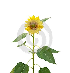 Yellow petals of Sunflower blooming on stem and green leaves isolated on white background, die cut with clipping path