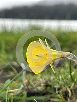 Yellow petticoat daffodil flower in the green spring grass near Eiras, O Rosal, Galicia, Spain, March 2023 photo