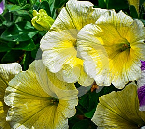 Yellow petunia also know as