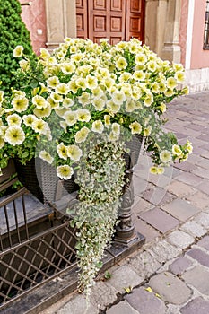 Yellow petunia flowers