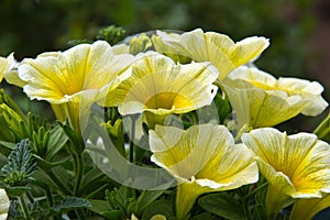 Yellow petunia photo