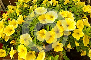 Yellow petunias