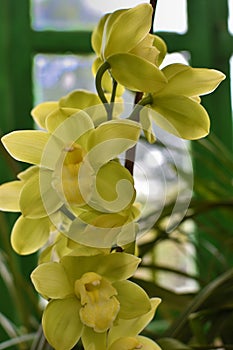 Yellow phalaenopsis or Moth dendrobium Orchid flower . yellow Orchids  on blur background. butterfly orchids. Closeup
