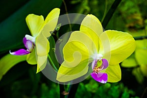 Yellow phalaenopsis or Moth dendrobium Orchid flower