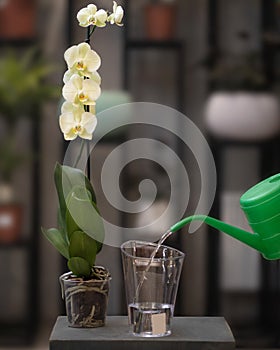 Yellow Phalaenopsis, Moth orchid flowers in the pot