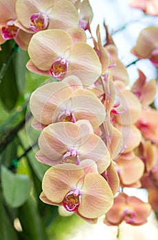 Yellow phalaenopsis orchid flower