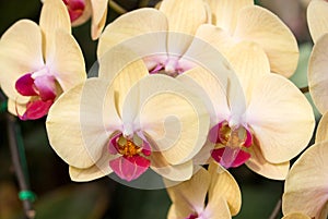 Yellow phalaenopsis orchid flower