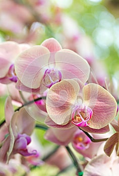 Yellow phalaenopsis orchid flower