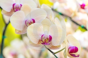 Yellow phalaenopsis orchid flower