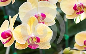 Yellow phalaenopsis orchid flower