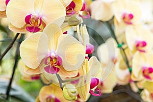 Yellow phalaenopsis orchid flower