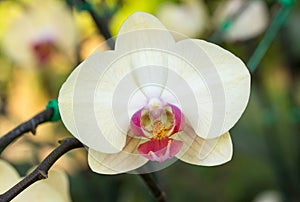 Yellow phalaenopsis orchid flower