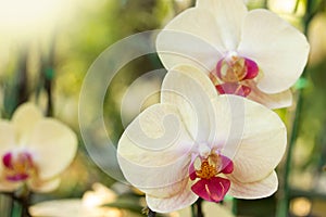 Yellow phalaenopsis orchid flower