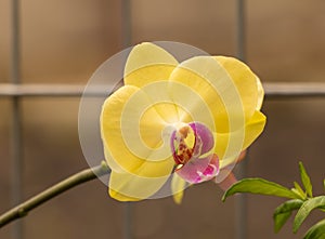 A yellow phalaenopsis orchid flower growing beautiful