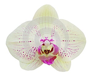 Yellow phalaenopsis orchid flower isolated on white