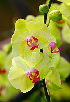 Yellow phalaenopsis orchids in greenhouse